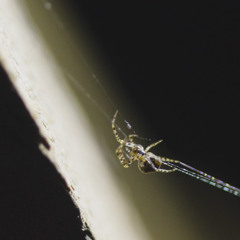Arachnè - Toile