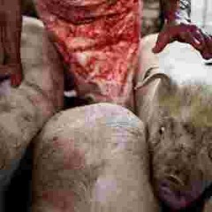 FEED EM 2 THE PIG’S (LANDONSDEAD){HOODWINK}