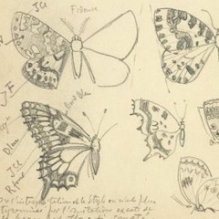 these wings are meant to fly