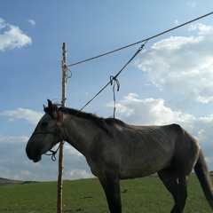 Bujin bor А.Хосбаяр-Бүжин бор