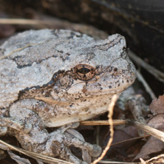 Gray Tree Frogs and Crickets