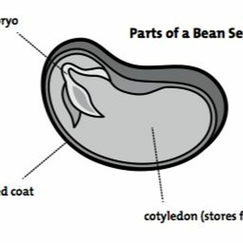 Stream Parts Of A Lima Bean For Kids Worksheet from Sylvia Listen online for free on SoundCloud
