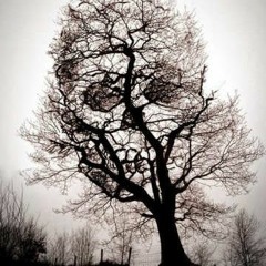 VinnyOneSock - FallingLeaves