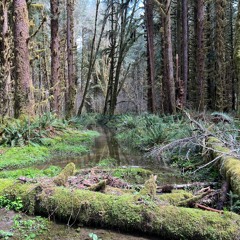 Queets Rainforest, Vernal Dawn Chorus With Frogs
