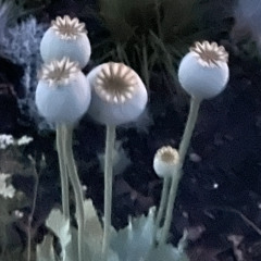 grass