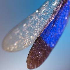 Rhyothemis fuliginosa