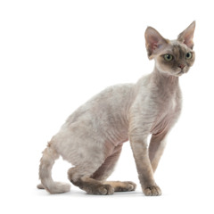 fucjk my stupoid brain