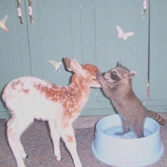 Deer and Raccoon