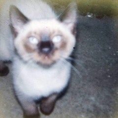 Last Chance - Sarcasm