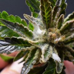 Bud Mildew