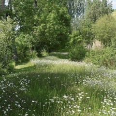 dreamy fantasy novel