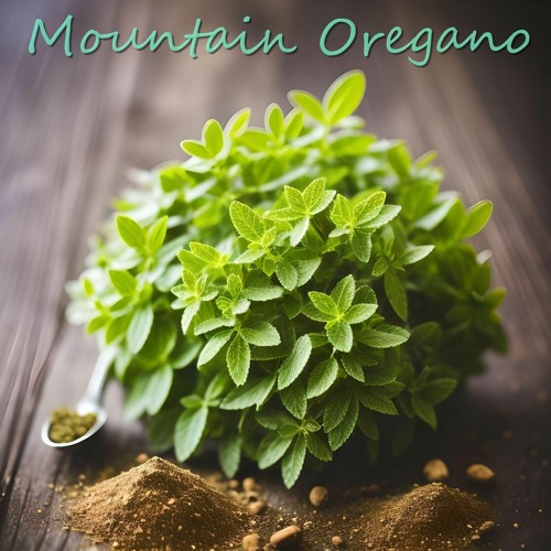 Mountain Oregano - Ορεινή Ρίγανη