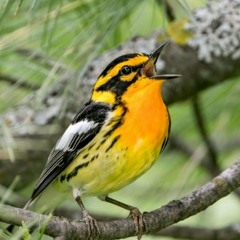 warbler