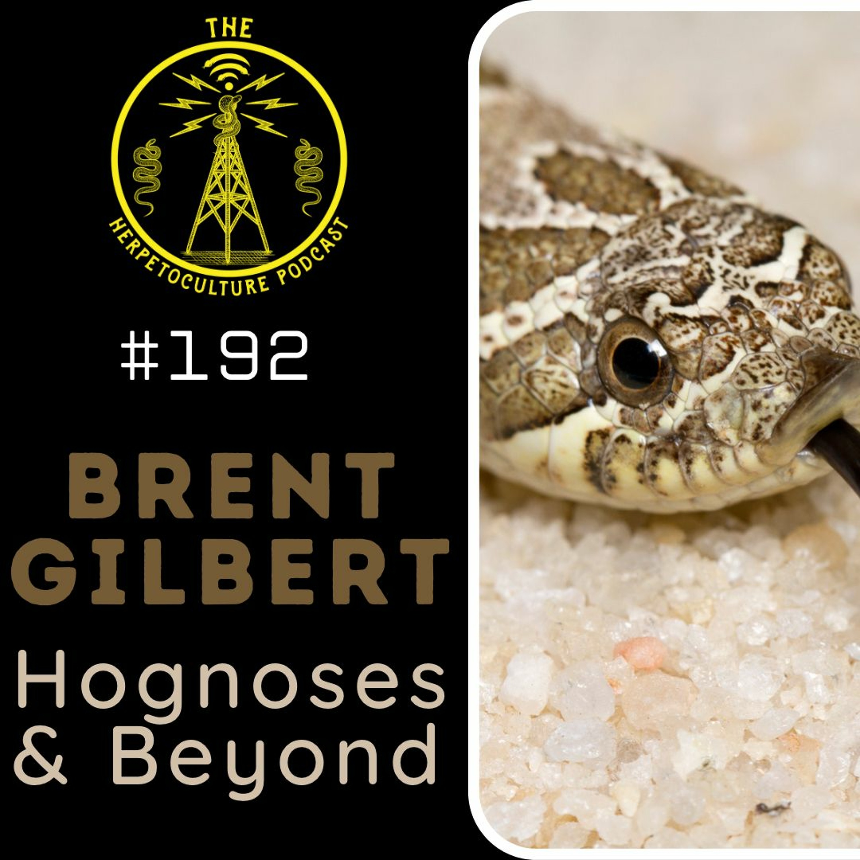 Brent Gilbert of Blue Ridge Reptiles | THP - #192