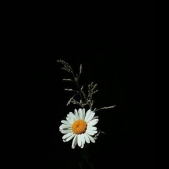 Hirai Zerdus - Dost Cemalin Benzer