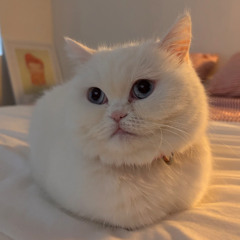 Domestic Miusic Practice Tape