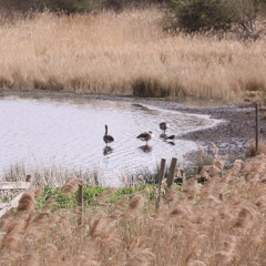 What We Cared About, by Patterns of Life