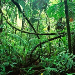 aller dans la forêt phonique
