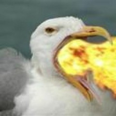 Seagull Gang Crash Audio