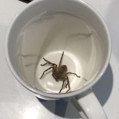 Arachn1d - Belter O'Coffee (Teaser Project)