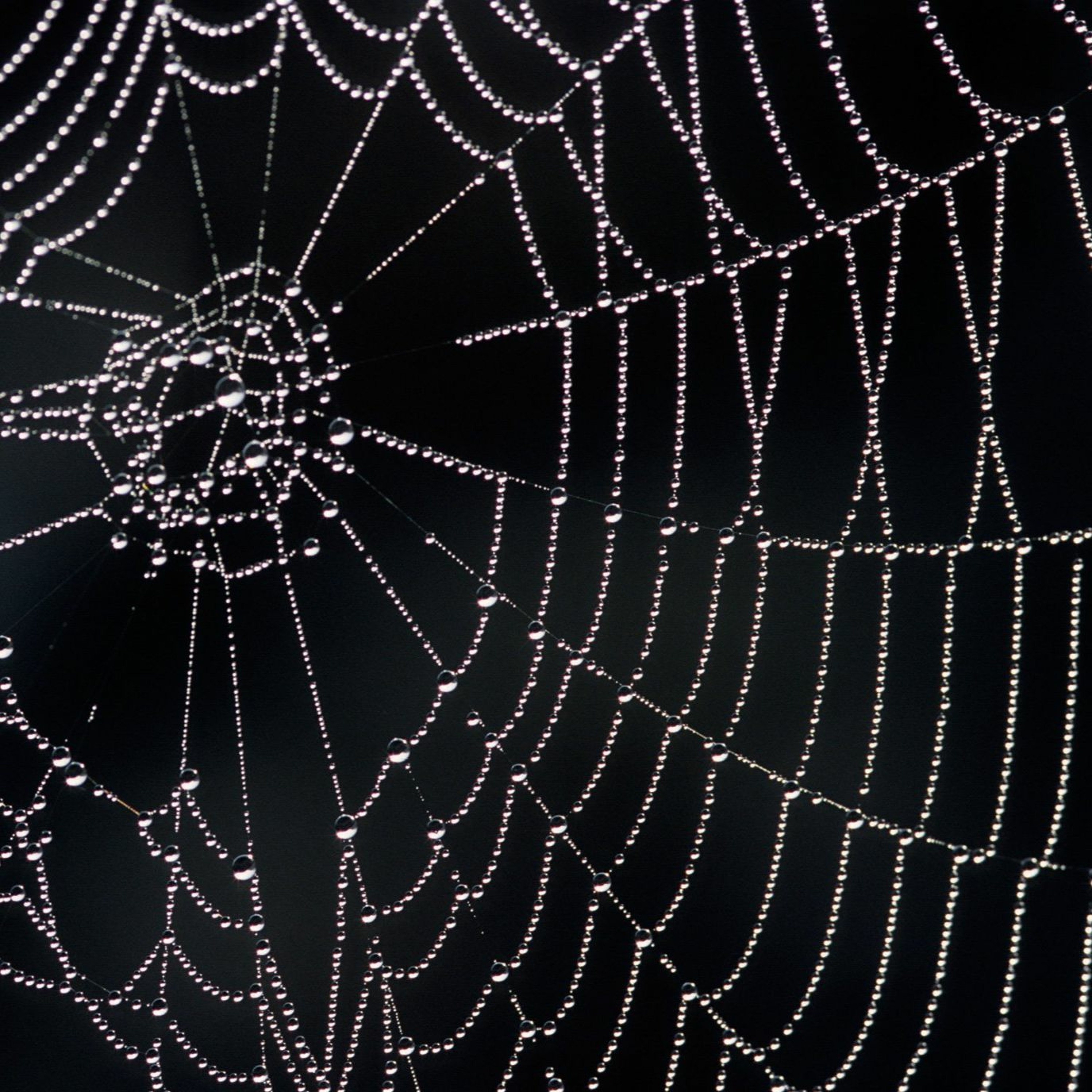 Como Tela de Araña (feat. Gustavo Martínez) episode artwork