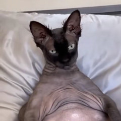 Feeling Good (cover)