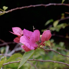 Không Lời - Thiều Bảo Trâm