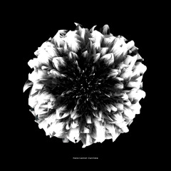 Markus Guentner - Black Dahlia