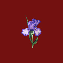 iris (cover)