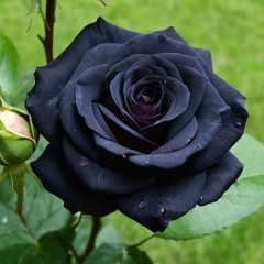 Let Me Hear It - Black Roses