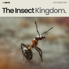 The Insect Kingdom - A Cue Tube Documentary Soundtrack