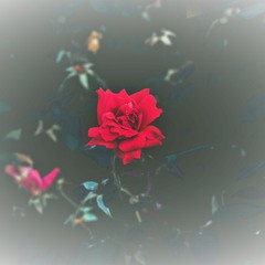 Red Rose [Full Version]