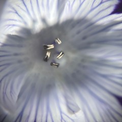 Quarter Century Mafia