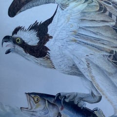 Fishhawk