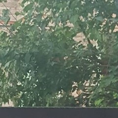 سورة الفاتحة بصوت الشيخ  خالد الجليل