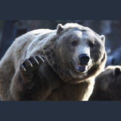 Teddy do cv 🚩🐻