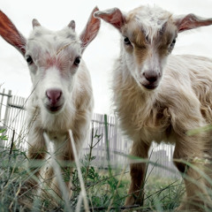 MOLLY SAND TAN FT CAMO! & DENIMRAINË