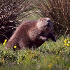 Beavers and Rewilding