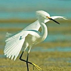READ [EBOOK EPUB KINDLE PDF] Shorebirds of the Southeast & Gulf States: Your Way to E