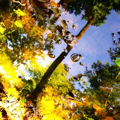 trees (ldsr201)