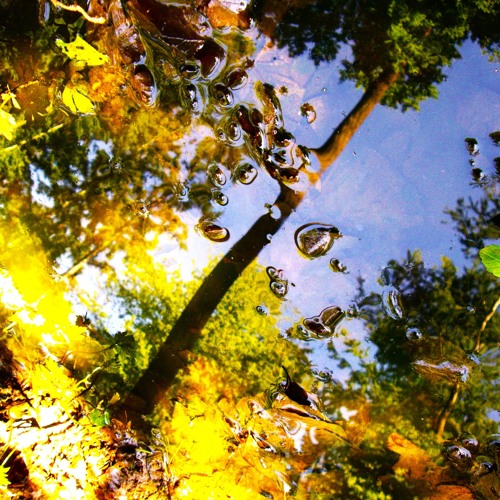 trees (ldsr201)