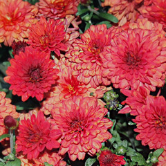 hoshi - Weekend (prototype)