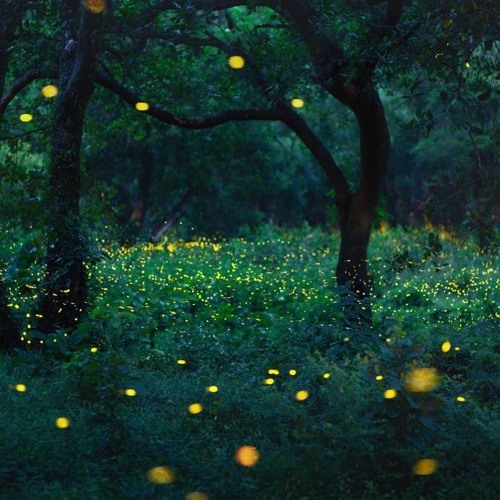 FIREFLIES