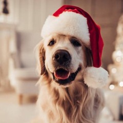 Älsklings Hund