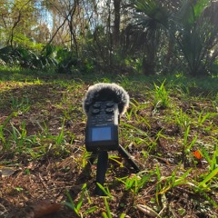 Rural, Barred Owl, Ambience Birds, People talking Distant, Daytime