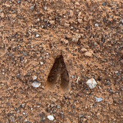 ‎قلب الولع  ~ صالح المانعه