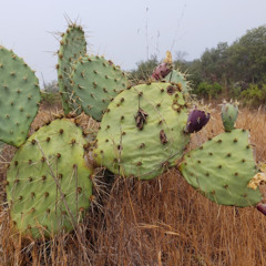 Penasquitos // FREE G-FUNK, WEST-COAST HIP-HOP BEAT