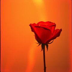 🌹🔥🎶✨Love Is In Red