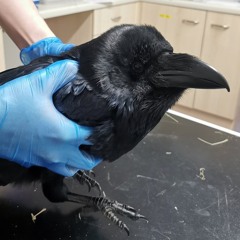 Lack of self care freestyle