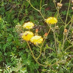 Queen Midas (live demo at estudio Roma)